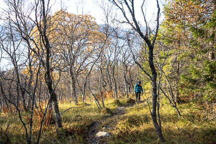 Dans la forêt de bouleaux