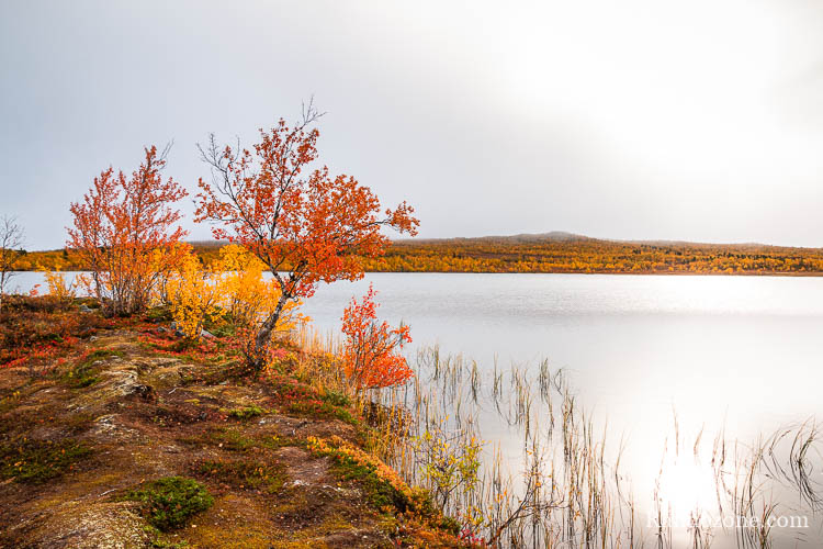 Randonnée au lac Abiskojaure dans le parc d'Abisko