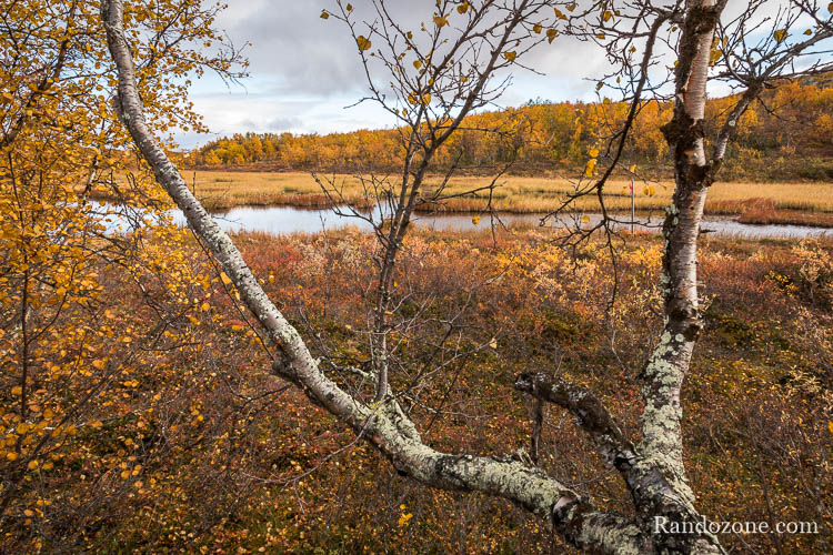 Randonnée au lac Abiskojaure dans le parc d'Abisko