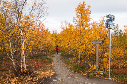 Randonnée au lac Abiskojaure dans le parc d'Abisko